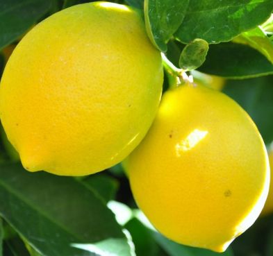 Lemon Sicily Essential Oil 3